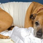 How to Help a Pet Recover After Spay/Neuter Surgery