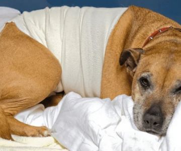 How to Help a Pet Recover After Spay/Neuter Surgery