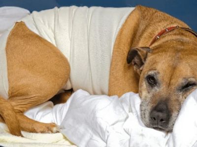 How to Help a Pet Recover After Spay/Neuter Surgery