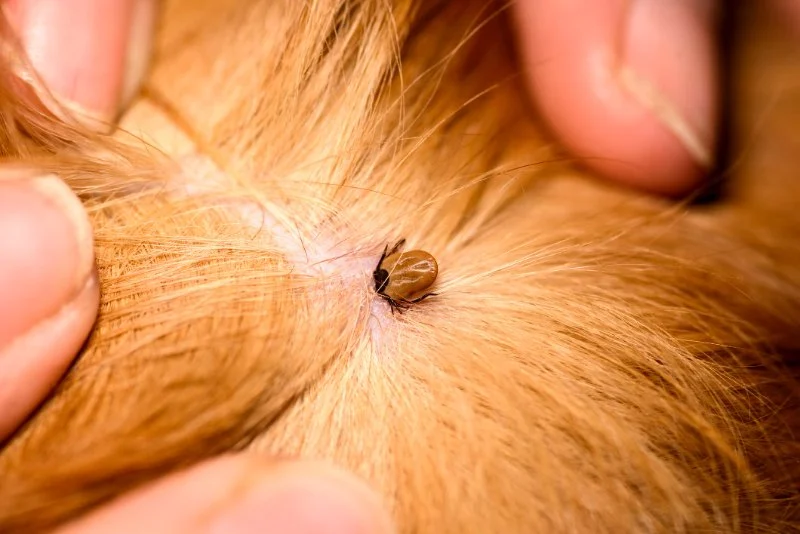 How to Recognize and Treat Lice or Mites in Pets