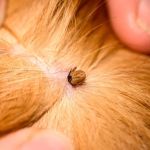 How to Recognize and Treat Lice or Mites in Pets