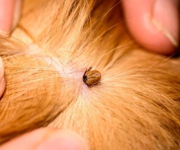 How to Recognize and Treat Lice or Mites in Pets