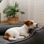 How to Teach Pets to Sleep on Their Own Bed