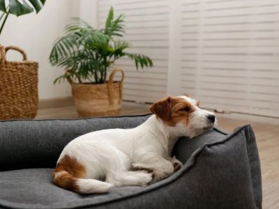 How to Teach Pets to Sleep on Their Own Bed