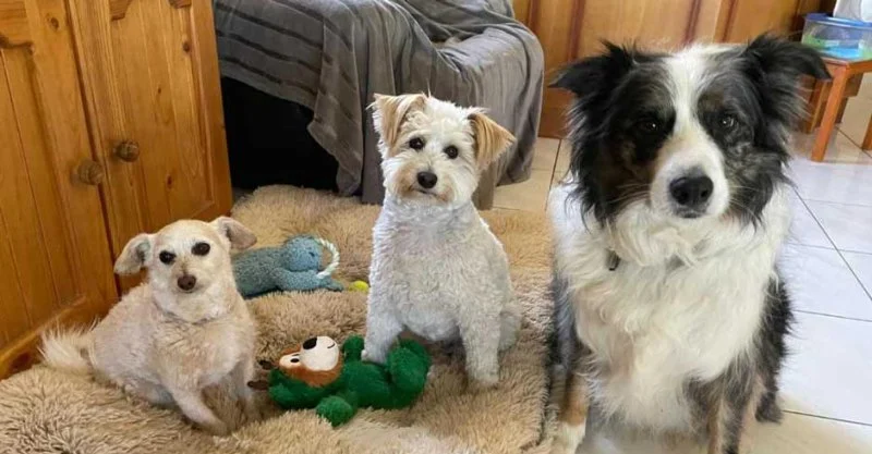 How to Manage Multi-Pet Households: Feeding, Space & Harmony