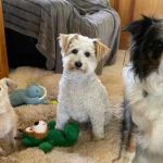 How to Manage Multi-Pet Households: Feeding, Space & Harmony