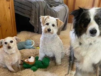 How to Manage Multi-Pet Households: Feeding, Space & Harmony