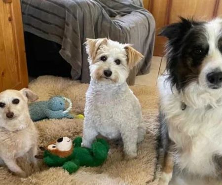 How to Manage Multi-Pet Households: Feeding, Space & Harmony