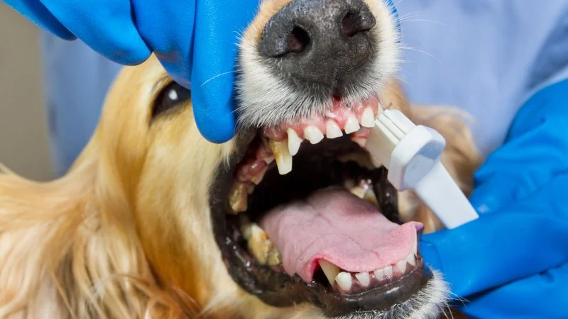 When Should Your Dog Have a Dental Cleaning? Risks of Neglecting Oral Health