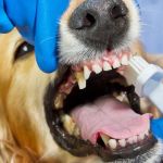 When Should Your Dog Have a Dental Cleaning? Risks of Neglecting Oral Health