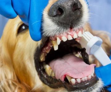 When Should Your Dog Have a Dental Cleaning? Risks of Neglecting Oral Health