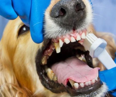 When Should Your Dog Have a Dental Cleaning? Risks of Neglecting Oral Health