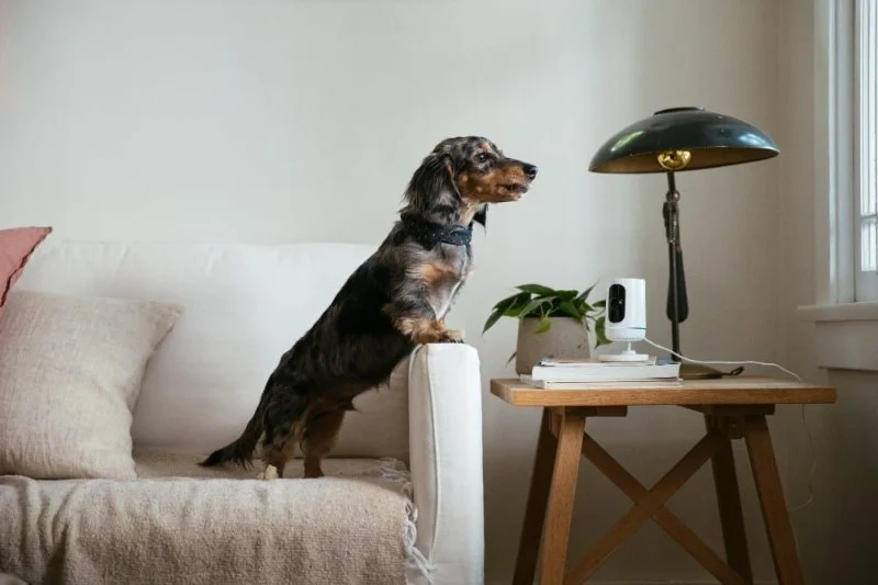 How to Integrate Smart Home Devices for Pet Wellness