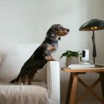 How to Integrate Smart Home Devices for Pet Wellness