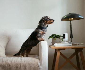 How to Integrate Smart Home Devices for Pet Wellness