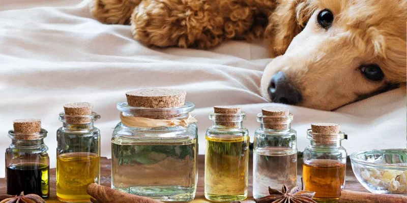Pet Scents & Aromatherapy: What’s Safe and What’s Not