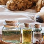 Pet Scents & Aromatherapy: What’s Safe and What’s Not