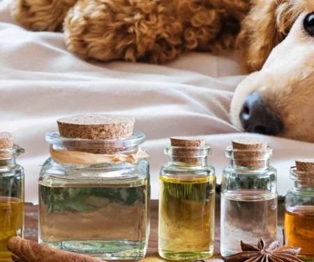Pet Scents & Aromatherapy: What’s Safe and What’s Not