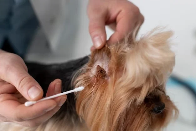 How to Spot and Treat Ear Mites in Cats and Dogs
