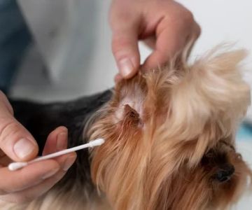How to Spot and Treat Ear Mites in Cats and Dogs