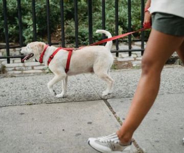 Why Is My Dog Limping? Common Causes and When to See a Vet - Pet & Puppy