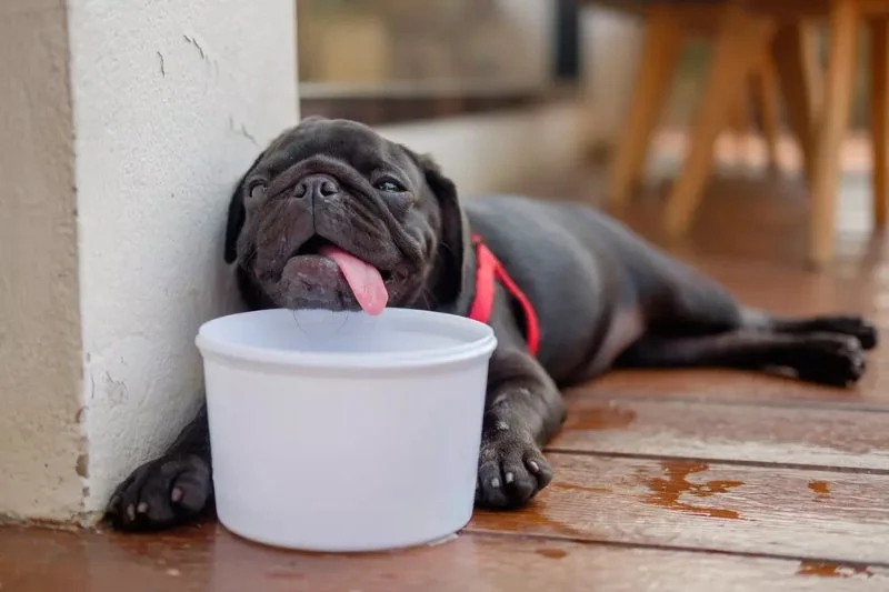 Dehydration in Pets: Signs, Causes & Remedies