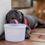Dehydration in Pets: Signs, Causes & Remedies