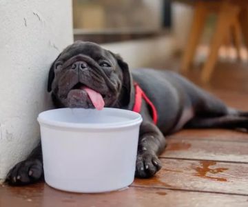 Dehydration in Pets: Signs, Causes & Remedies