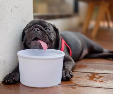 Dehydration in Pets: Signs, Causes & Remedies
