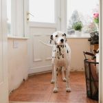 Teaching a Dog to Wait at Doors & Gates