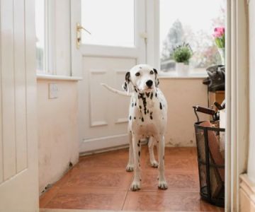 Teaching a Dog to Wait at Doors & Gates