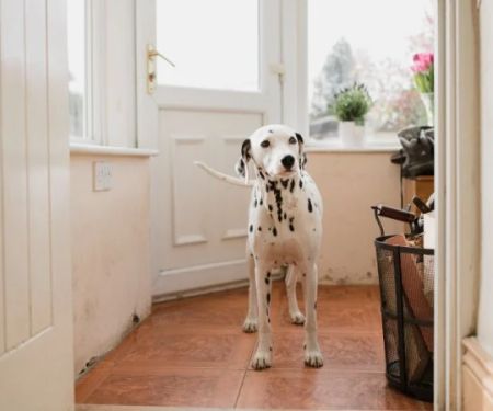 Teaching a Dog to Wait at Doors & Gates