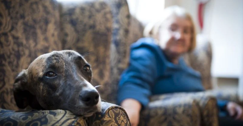 Pet Cancer Awareness: Typical Signs Owners Often Miss