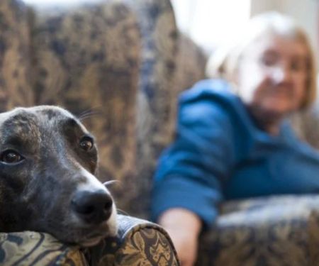 Pet Cancer Awareness: Typical Signs Owners Often Miss