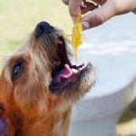 Seasonal Feeding Adjustments: Summer & Winter Tips | How to Feed Your Pet for Optimal Health