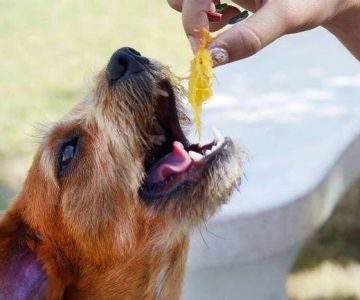 Seasonal Feeding Adjustments: Summer & Winter Tips | How to Feed Your Pet for Optimal Health