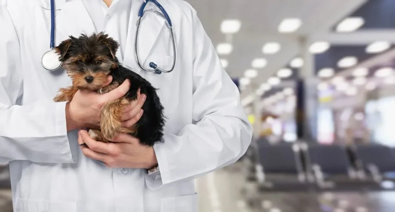 How to Find Affordable Pet Clinics That Are Also High Quality