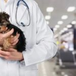 How to Find Affordable Pet Clinics That Are Also High Quality