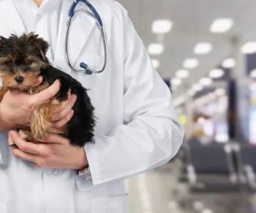 How to Find Affordable Pet Clinics That Are Also High Quality