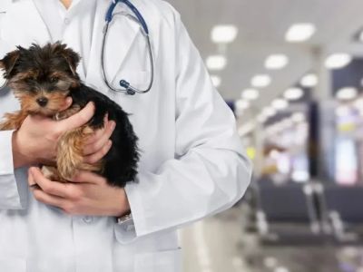 How to Find Affordable Pet Clinics That Are Also High Quality