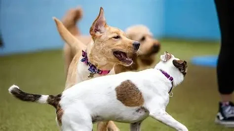 Socializing Your Dog: The Essential Guide to Timing, Techniques, and Benefits