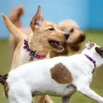 Socializing Your Dog: The Essential Guide to Timing, Techniques, and Benefits