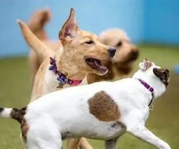 Socializing Your Dog: The Essential Guide to Timing, Techniques, and Benefits