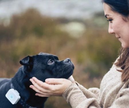 How IoT Devices Are Helping Pet Owners Stay Informed