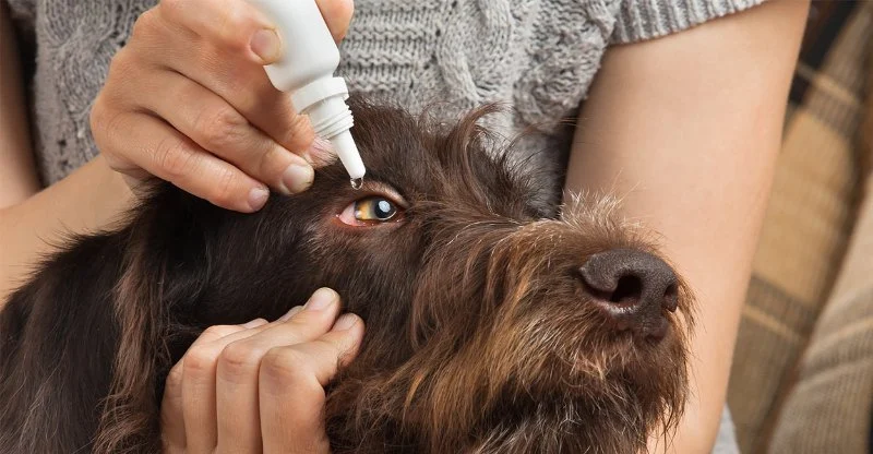 Pet Eye Health: Conjunctivitis, Cataracts & Preventative Care