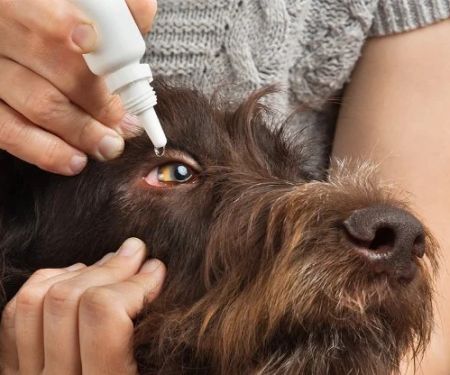 Pet Eye Health: Conjunctivitis, Cataracts & Preventative Care