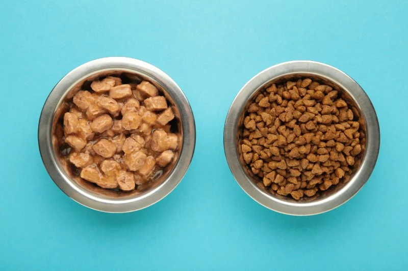 Choosing Wet vs Dry Food: When Each Is Best
