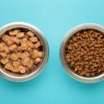 Choosing Wet vs Dry Food: When Each Is Best