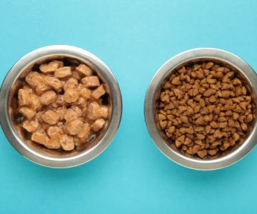Choosing Wet vs Dry Food: When Each Is Best