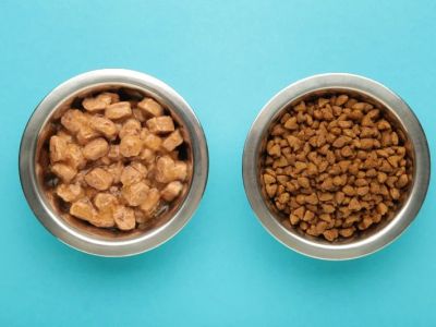 Choosing Wet vs Dry Food: When Each Is Best